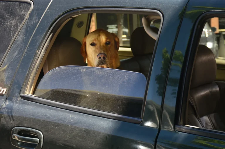 The Science Behind That Terrible Sound Your Car Makes When You Roll Down a Window